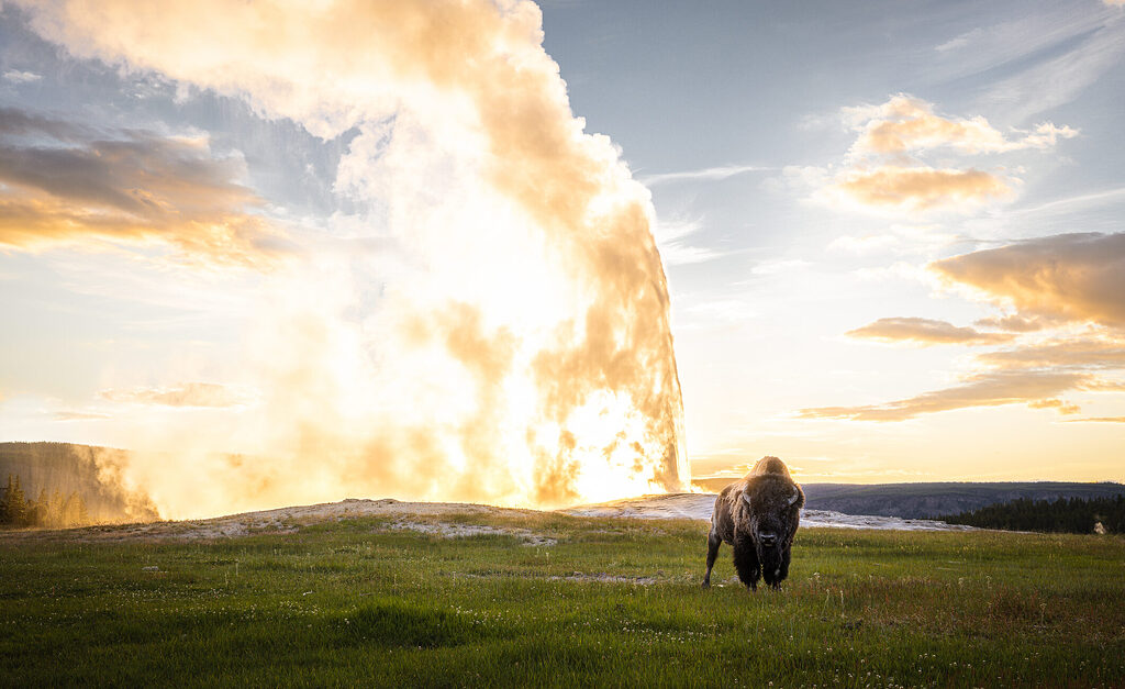 Where to Find the North American Bison - News From the Web - RVing ...