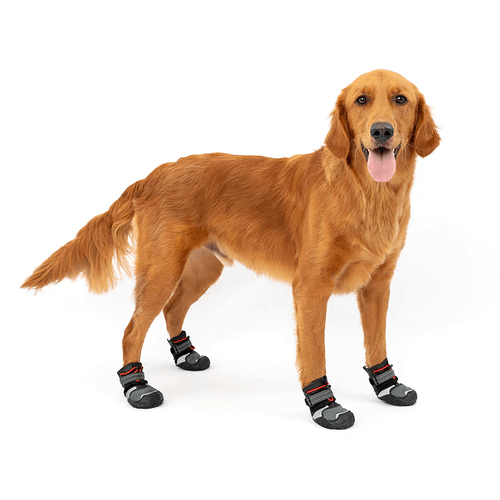 A golden retriever wearing the Kurgo Blaze dog boots with a mesh design.
