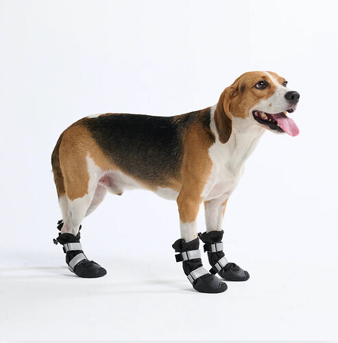 A beagle wearing Spark Paws water-resistant dog boots.