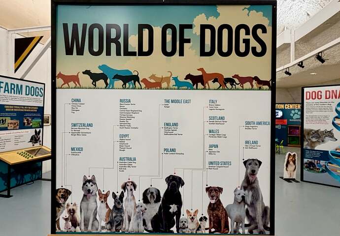 Dog Exhibit Display