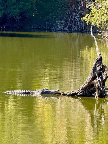 hanna park alligator