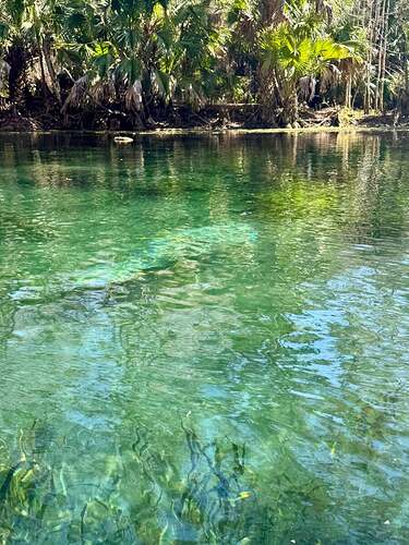 silver springs manatee